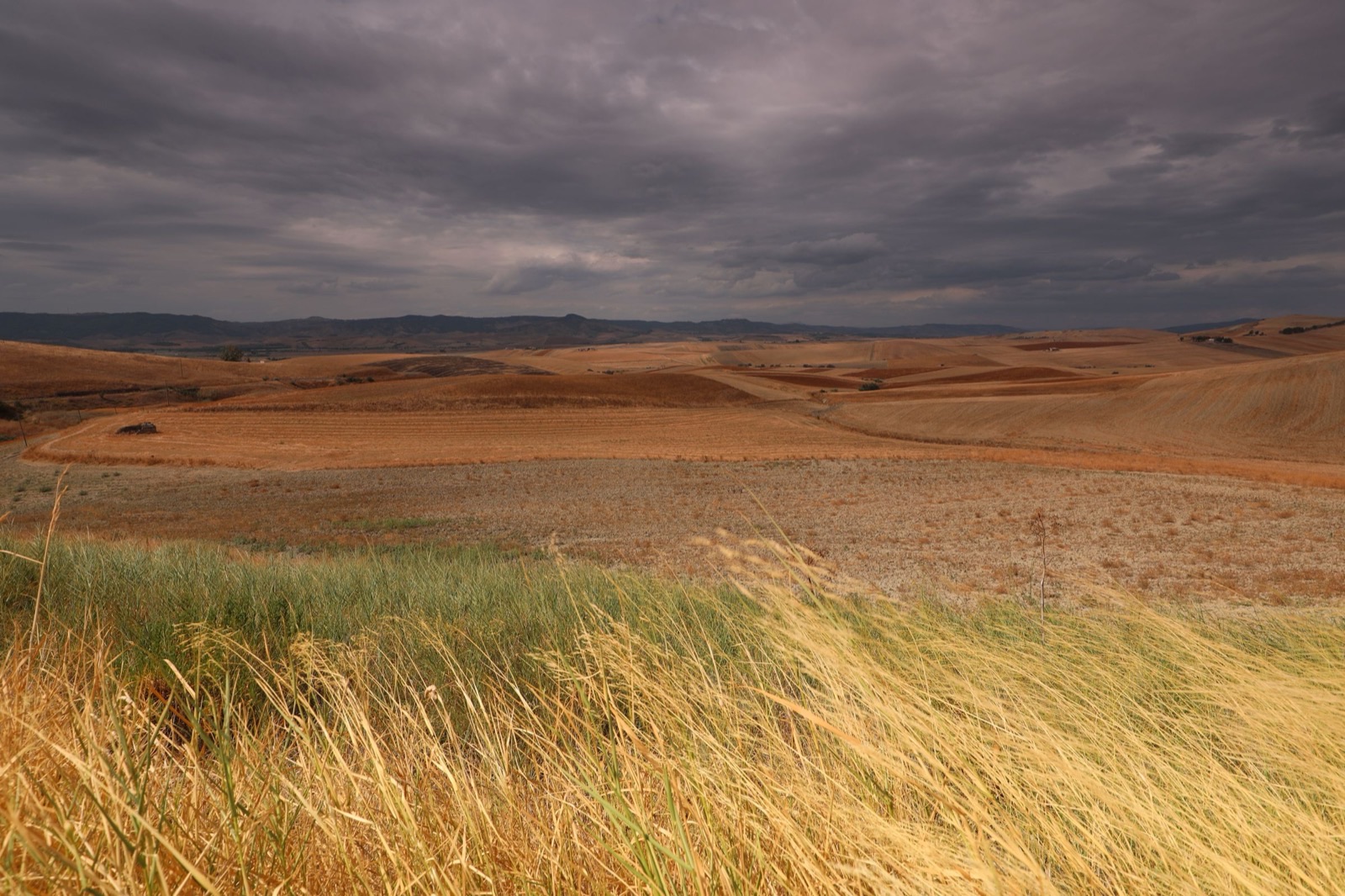 Summer storm clouds rolling over golden High Plains farmland — hail season is never far off in the Panhandle